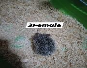 hedgehogs -- Other Pets -- Metro Manila, Philippines