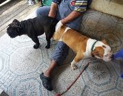 English Bulldog -- Dogs -- Las Pinas, Philippines