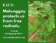 malunggay, moringga, herbal, powder -- Natural & Herbal Medicine -- Cavite City, Philippines