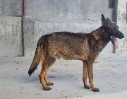 german sheperd workingline -- Dogs -- Manila, Philippines