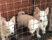 puppies for sale -- Dogs -- La Union, Philippines