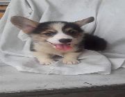 Corgi puppy -- Other Services -- Marikina, Philippines
