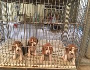 beagle -- Dogs -- Metro Manila, Philippines