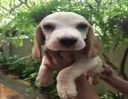 beagle -- Dogs -- Metro Manila, Philippines