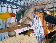 Love Birds -- Birds -- Imus, Philippines