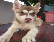 PETS, Puppies, siberian husky, husky -- Dogs -- Metro Manila, Philippines