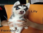 Siberian husky, dog for sale, puppies for sale -- Dogs -- Metro Manila, Philippines
