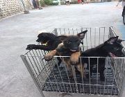 Belgian Malinois Quality Puppy -- Dogs -- Metro Manila, Philippines