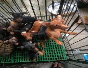 Quality Mini Pinscher Puppy -- Dogs -- Metro Manila, Philippines