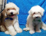maltese, poodle, maltipoo, designer dog -- Dogs -- Metro Manila, Philippines