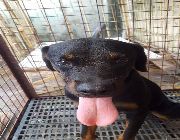 Rottweiler Female Puppy -- Dogs -- Manila, Philippines