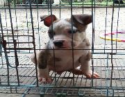 Ambull puppy male -- Dogs -- Quezon City, Philippines