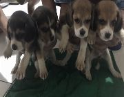Cute beagle puppies -- Dogs -- Bulacan City, Philippines