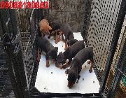 Mini Pinscher Puppy DOG -- Dogs -- Metro Manila, Philippines