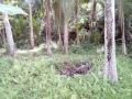affordable lot for sale in puerto galera, -- Beach & Resort -- Oriental Mindoro, Philippines