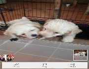Poodle puppies -- Dogs -- Metro Manila, Philippines