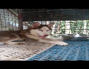 Husky Siberian Dog Female -- Dogs -- Metro Manila, Philippines