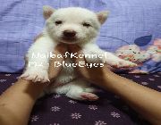 Husky, Siberian, Puppies, HuskyPuppies -- Dogs -- Manila, Philippines