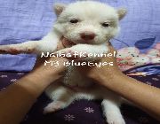 Husky, Siberian, Puppies, HuskyPuppies -- Dogs -- Manila, Philippines