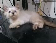 perisan cat kitten male for sale -- Cats -- Pasig, Philippines