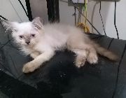 perisan cat kitten male for sale -- Cats -- Pasig, Philippines