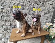 French Bulldog, Stud Service -- Dogs -- Metro Manila, Philippines