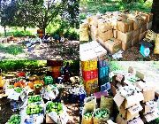 Mango Farm Lot For Sale 16.5 Hectares @ Php 1,200/sqm. Villasis Pangasinan -- Land & Farm -- Pangasinan, Philippines