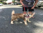 Alaskan Malamute -- Dogs -- Metro Manila, Philippines