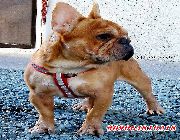 french bulldog -- Dogs -- Metro Manila, Philippines