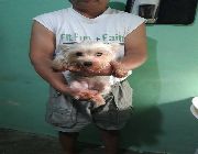 yorkshire terrier -- Dogs -- Metro Manila, Philippines