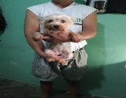 yorkshire terrier -- Dogs -- Metro Manila, Philippines