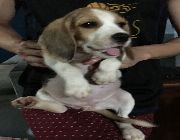Beagle, dogs, pets, animals, for sale, kids, children, family, business, near heat, breeding, litter, puppies, money, income, sideline, dog breeding -- Other Business Opportunities -- Metro Manila, Philippines