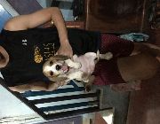 Beagle, dogs, pets, animals, for sale, kids, children, family, business, near heat, breeding, litter, puppies, money, income, sideline, dog breeding -- Other Business Opportunities -- Metro Manila, Philippines