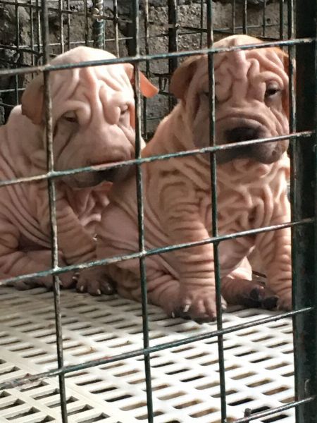 Sharpei, dogs, animals, for sale, chinese sharpei, pets. kids, home, christmas, gifts -- Other Business Opportunities -- Metro Manila, Philippines