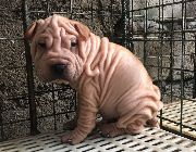 Sharpei, dogs, animals, for sale, chinese sharpei, pets. kids, home, christmas, gifts -- Other Business Opportunities -- Metro Manila, Philippines