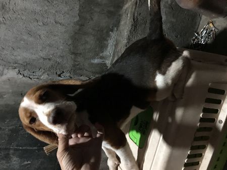 Beagle, dogs, pets, animals, for sale, kids, children, family, business, near heat, breeding, litter, puppies, money, income, sideline, dog breeding -- Other Business Opportunities -- Baguio, Philippines