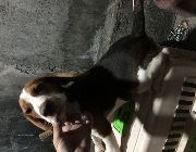 Beagle, dogs, pets, animals, for sale, kids, children, family, business, near heat, breeding, litter, puppies, money, income, sideline, dog breeding -- Other Business Opportunities -- Baguio, Philippines