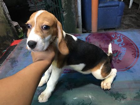 Beagle, dogs, pets, animals, for sale, kids, children, family, business, near heat, breeding, litter, puppies, money, income, sideline, dog breeding -- Other Business Opportunities -- Manila, Philippines