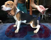 Beagle, dogs, pets, animals, for sale, kids, children, family, business, near heat, breeding, litter, puppies, money, income, sideline, dog breeding -- Other Business Opportunities -- Manila, Philippines