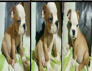 English  Bulldog Puppy for sale -- Non-Profit -- Metro Manila, Philippines
