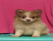 pomeranian for sale in the phils -- Dogs -- Caloocan, Philippines