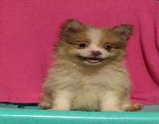 pomeranian for sale in the phils -- Dogs -- Caloocan, Philippines