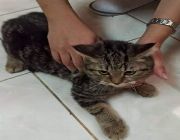 Persian Cat -- Cats -- Metro Manila, Philippines