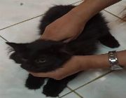 Persian Cat -- Cats -- Metro Manila, Philippines