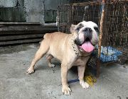 engisg bulldog, near heat, rush, breeding, dogs, pets, money -- Other Business Opportunities -- Manila, Philippines