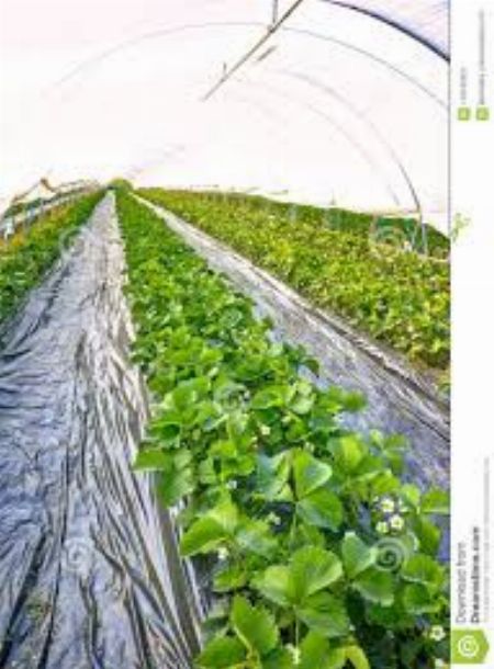 uv protection plastic, farm plastic, garden, greenhouse cover, durable, cost-effective, agriculture, horticulture, uv-treated -- Architecture & Engineering -- Batangas City, Philippines
