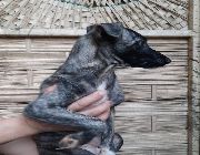 dog for sale -- Dogs -- Butuan, Philippines