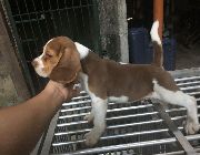 beagle, pups, for sale, dogs, pets, animals, quality, pedigree -- Other Business Opportunities -- Quezon City, Philippines