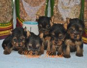 yorkshire terrier, Puppy, puppies, dogs, dog, terrier, yorkie, yorkies, Yorkshire, Yorkshire terrier, -- Dogs -- Metro Manila, Philippines