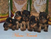 yorkshire terrier, Puppy, puppies, dogs, dog, terrier, yorkie, yorkies, Yorkshire, Yorkshire terrier, -- Dogs -- Metro Manila, Philippines
